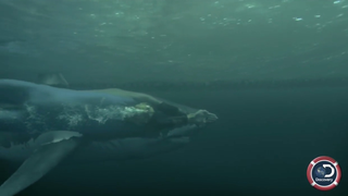 Michael Phelps's Next Shark Race Better Involve Seal Blood And An Actual Shark<em></em>
